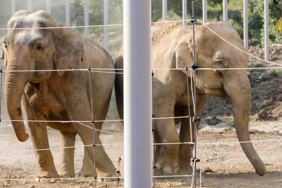 Les éléphants Baby et Népal